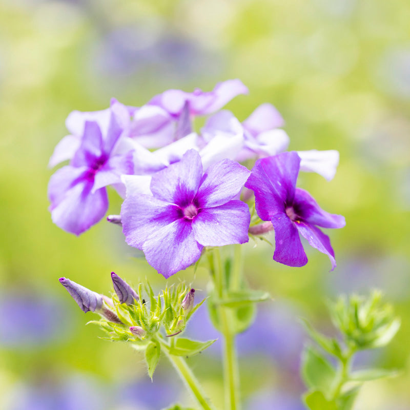 Phlox drummondii 'Moody Blues' Seeds