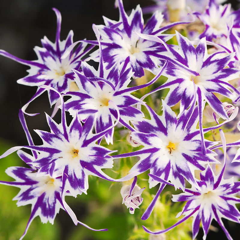 Phlox drummondii 'Twinkling Beauty' Seeds
