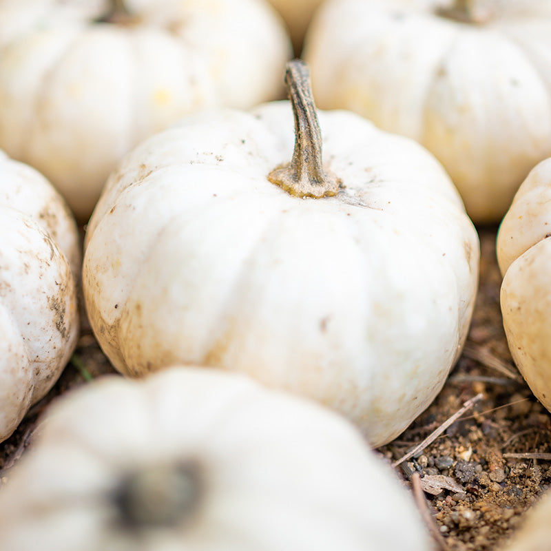 Pumpkin 'Baby Boo' Seeds