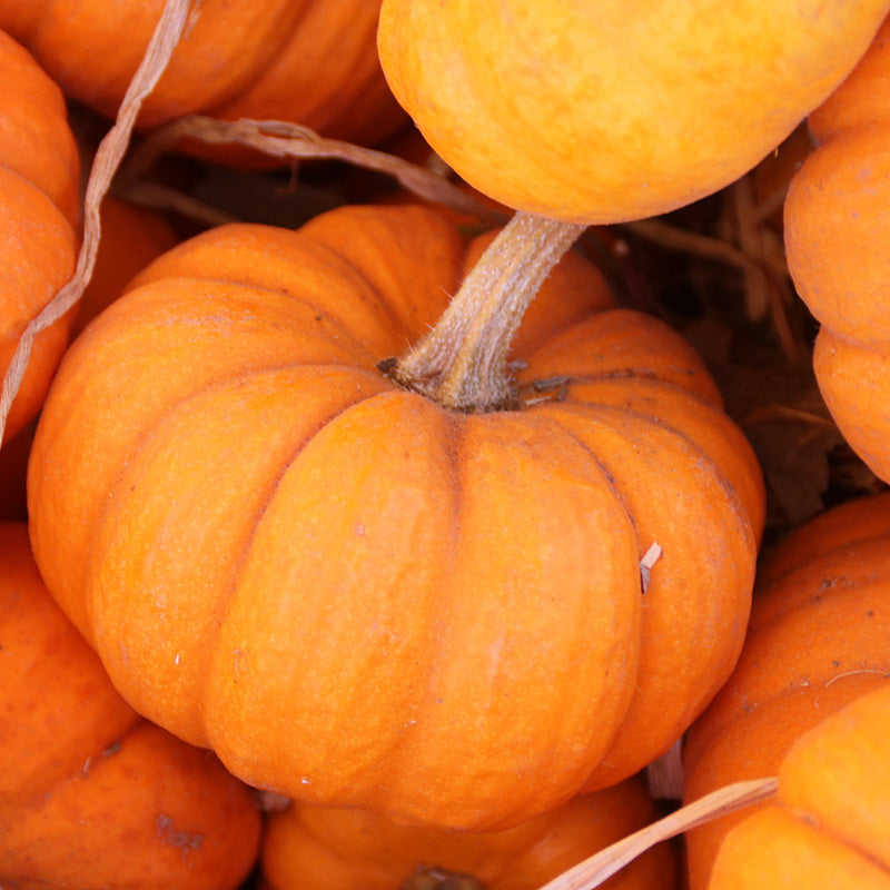 Pumpkin 'Munchkin' Seeds