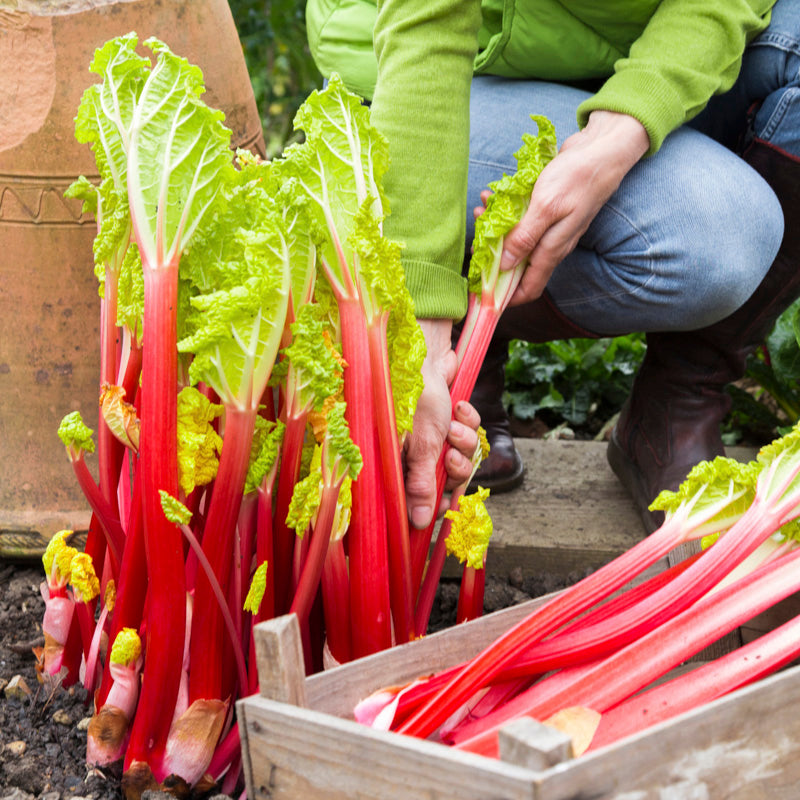 Rhubarb 'Champagne' Seeds