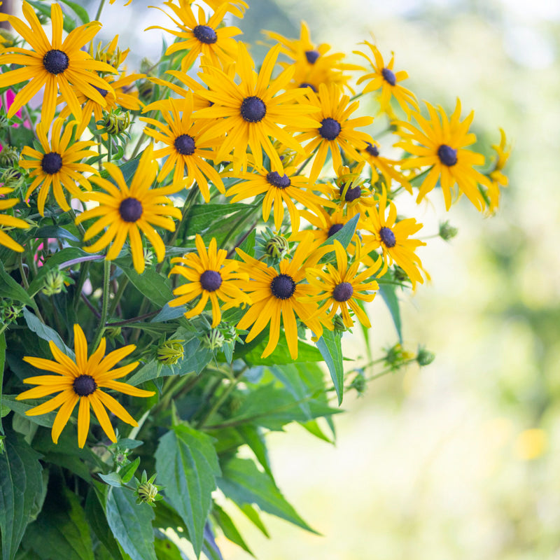 Rudbeckia fulgida 'Goldsturm' Seeds