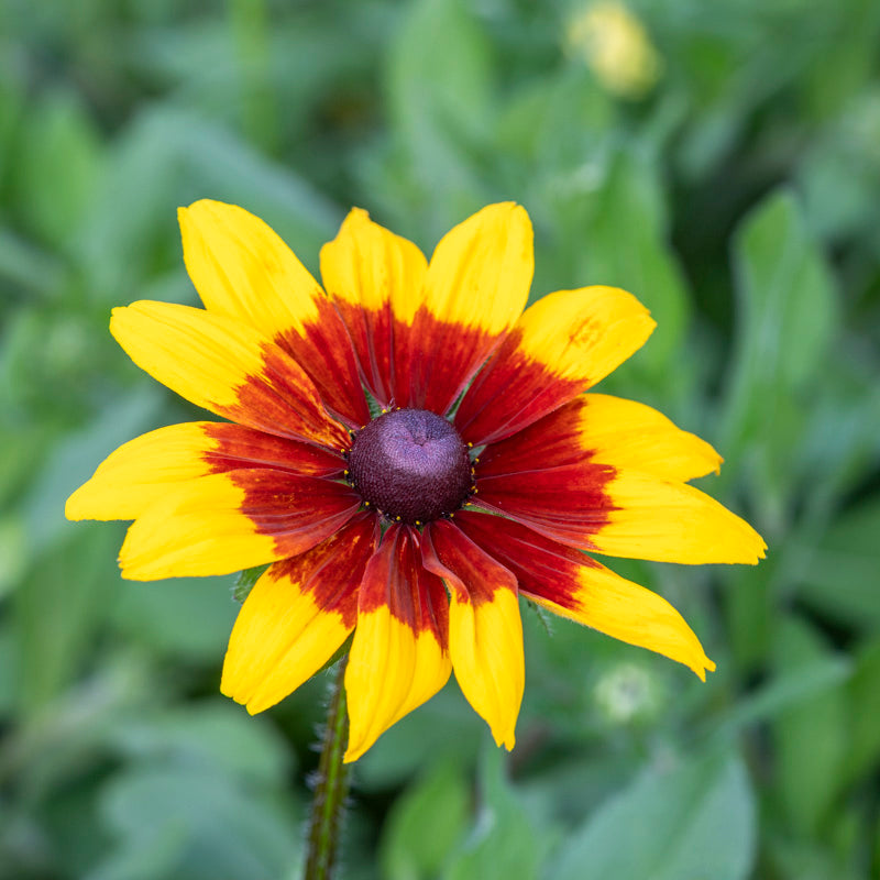 Rudbeckia hirta 'Autumn Forest' Seeds