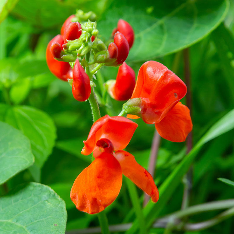 Runner Bean 'Firestorm' Seeds