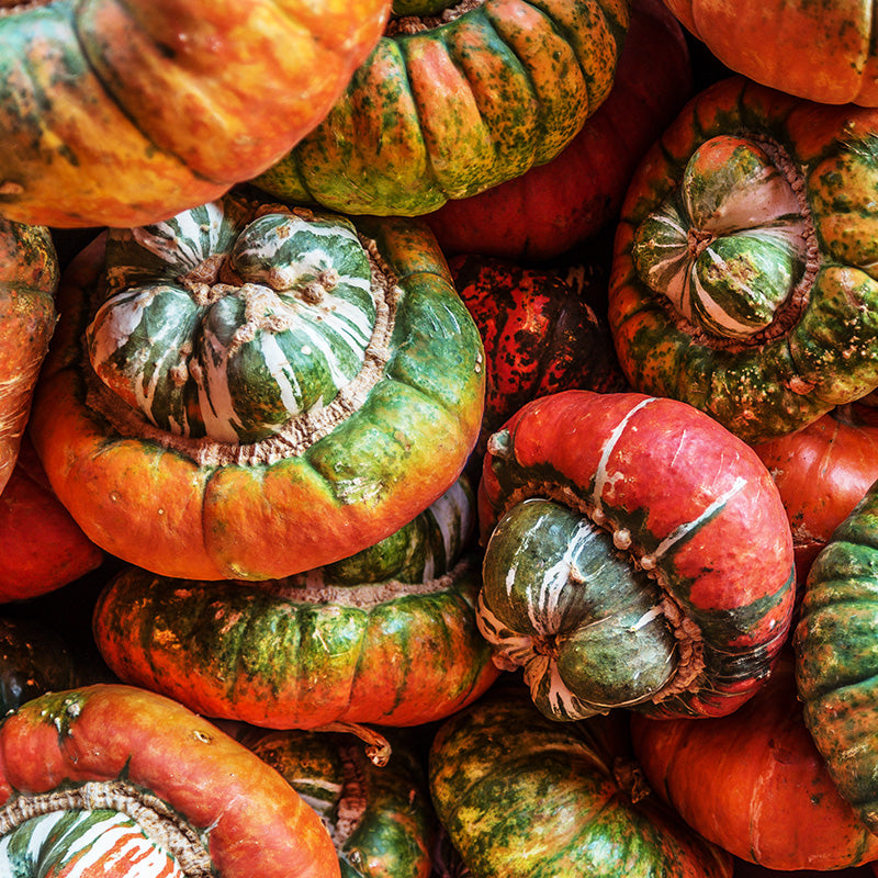 Squash 'Fungo' Seeds