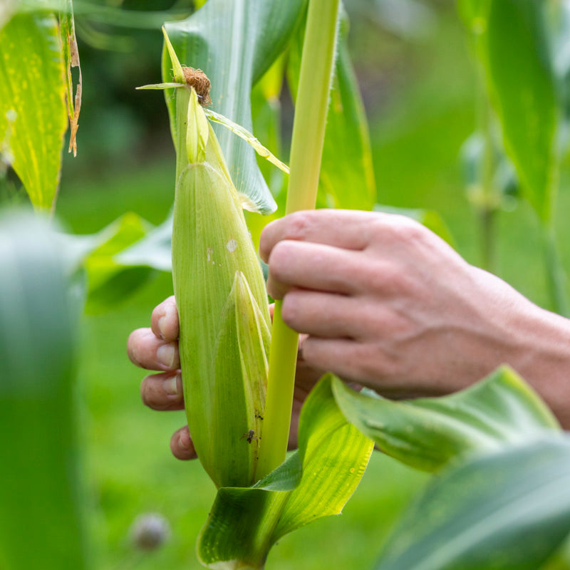 Sweetcorn 'Early Bird' Seeds