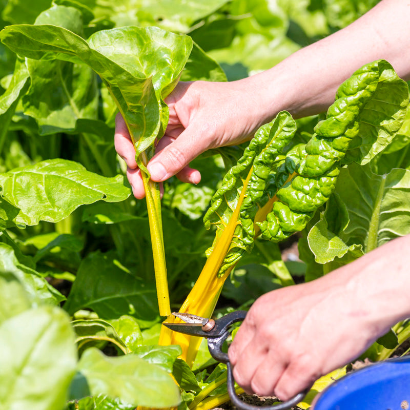 Swiss Chard 'Rainbow' Seeds