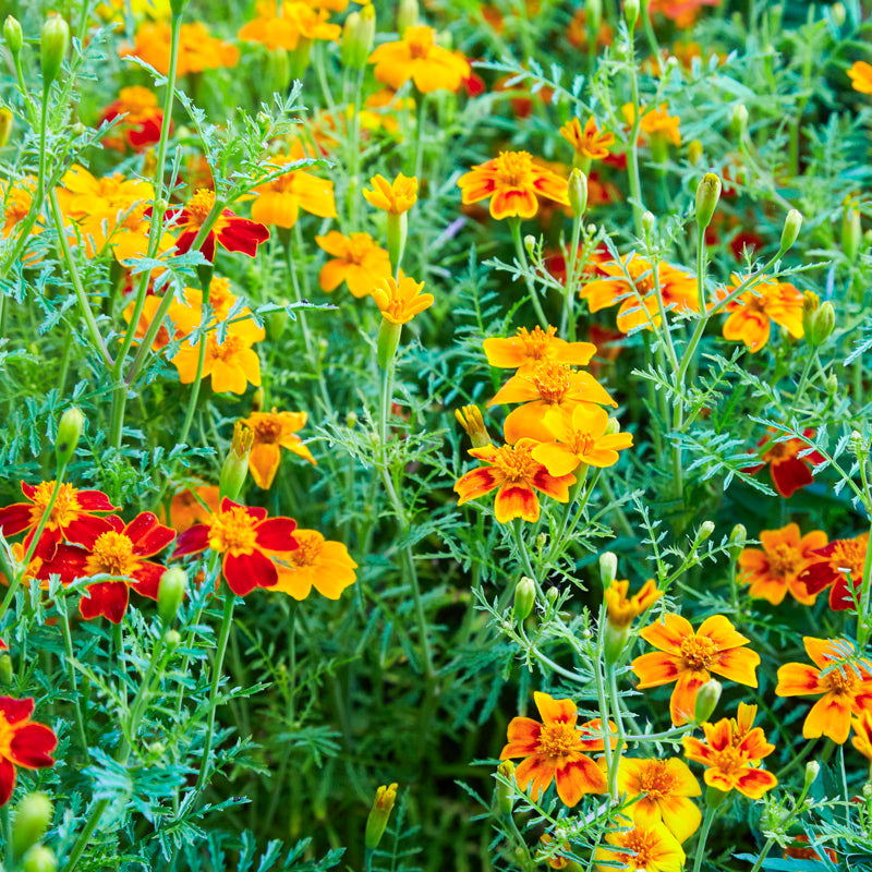 Tagetes 'Starfire Mix' Seeds