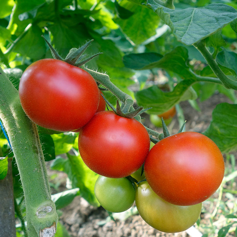 Tomato 'Ailsa Craig' Seeds