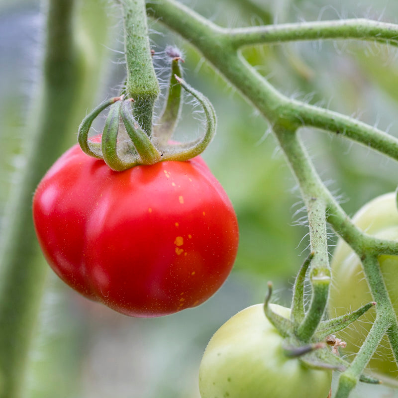 Tomato 'Alicante' Seeds