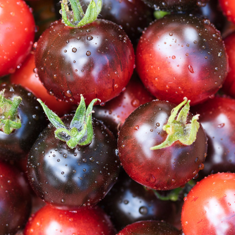 Tomato 'Indigo Rose' Seeds