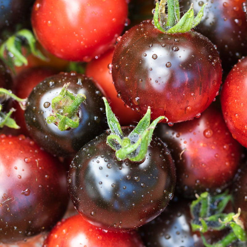 Tomato 'Indigo Rose' Seeds