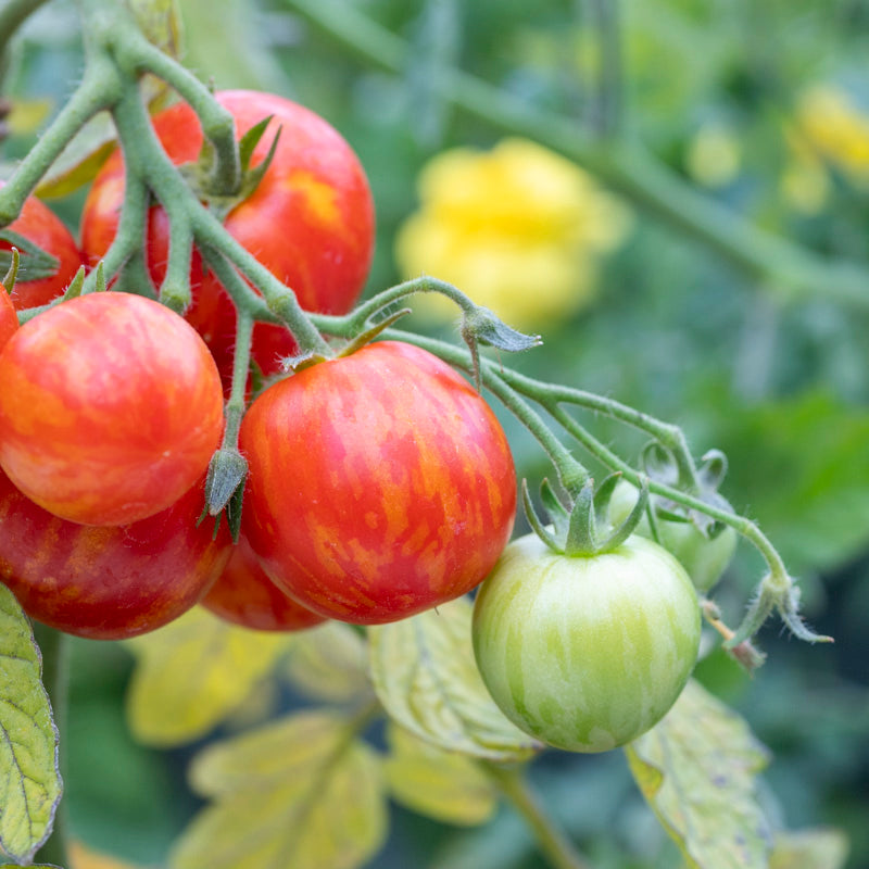 Tomato 'Tigerella' Seeds
