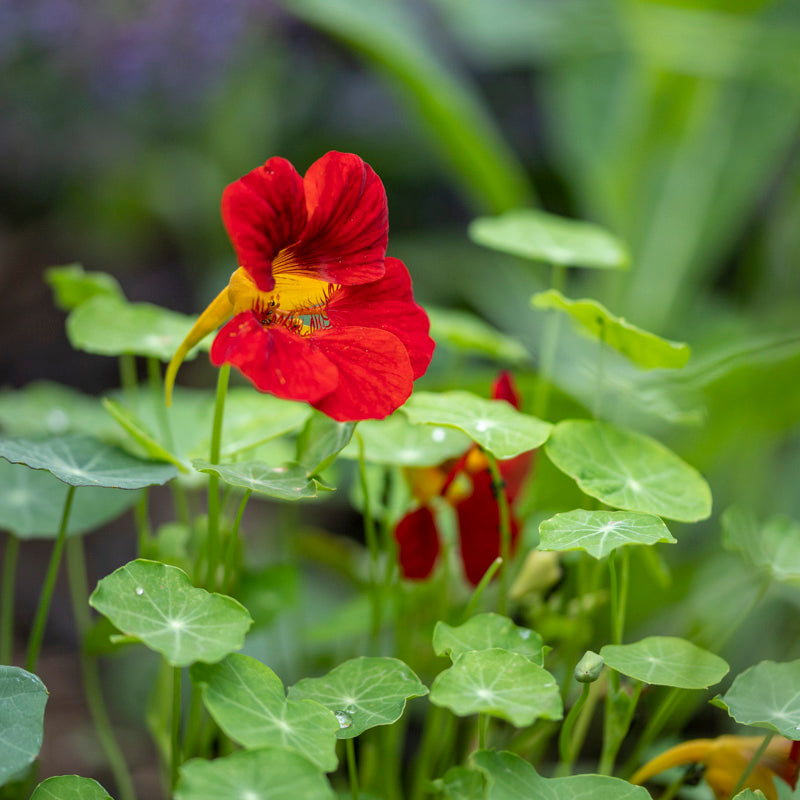 Tropaeolum 'Empress of India' (Nasturtium) Seeds