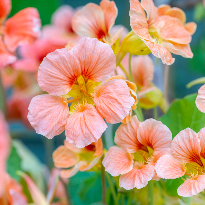 Tropaeolum 'Salmon Baby' (Nasturtium) Seeds