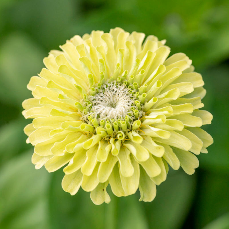 Zinnia elegans 'Envy' Seeds