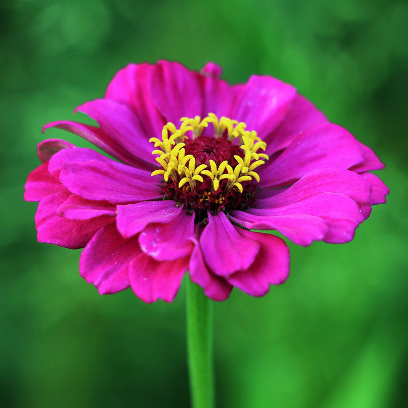 Zinnia elegans 'Purple Prince' Seeds