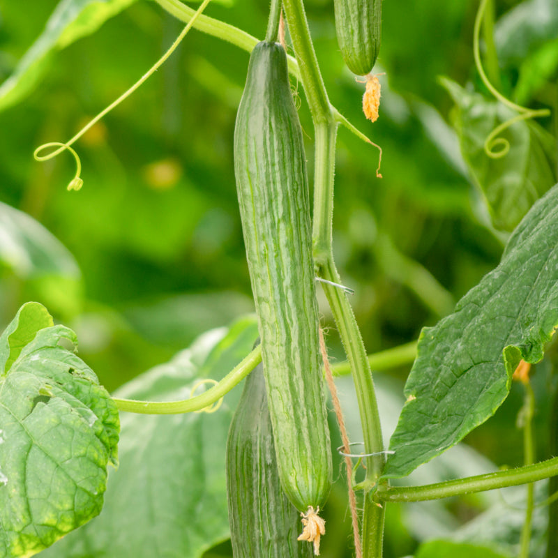 Cucumber 'Perfection Ridge' Seeds