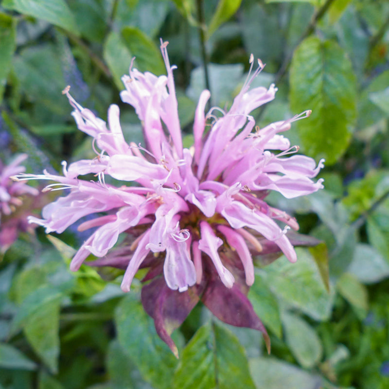 Monarda fistulosa - Seeds