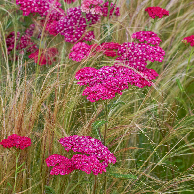 Achillea 'Cerise Queen' Seeds