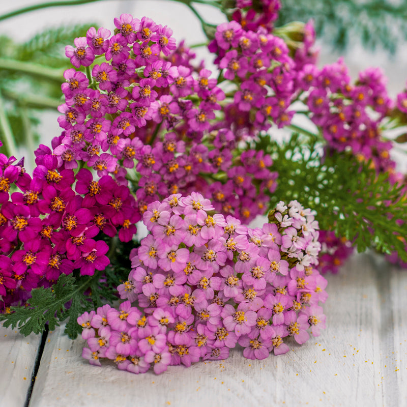 Achillea 'Summer Berries' Seeds