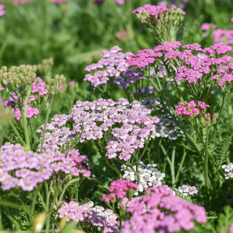 Achillea 'Summer Pastels' Seeds