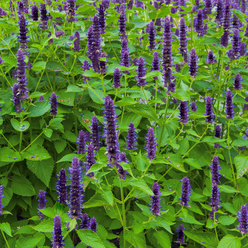 Agastache 'Astello Indigo' Seeds