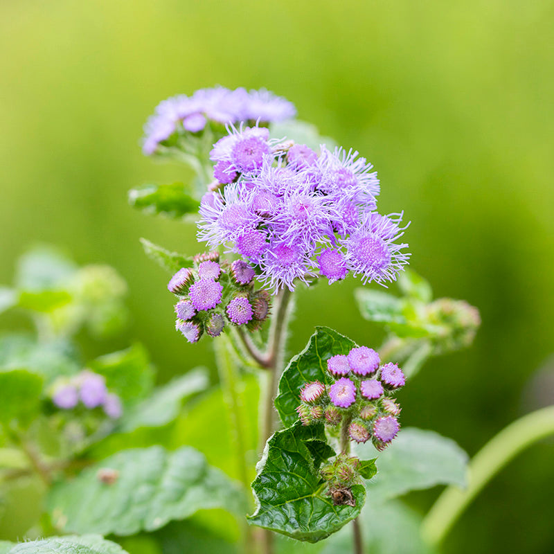 Ageratum 'Blue Mink' Seeds