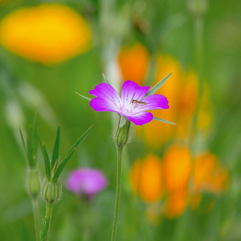 Agrostemma githago - Corn-cockle Seeds