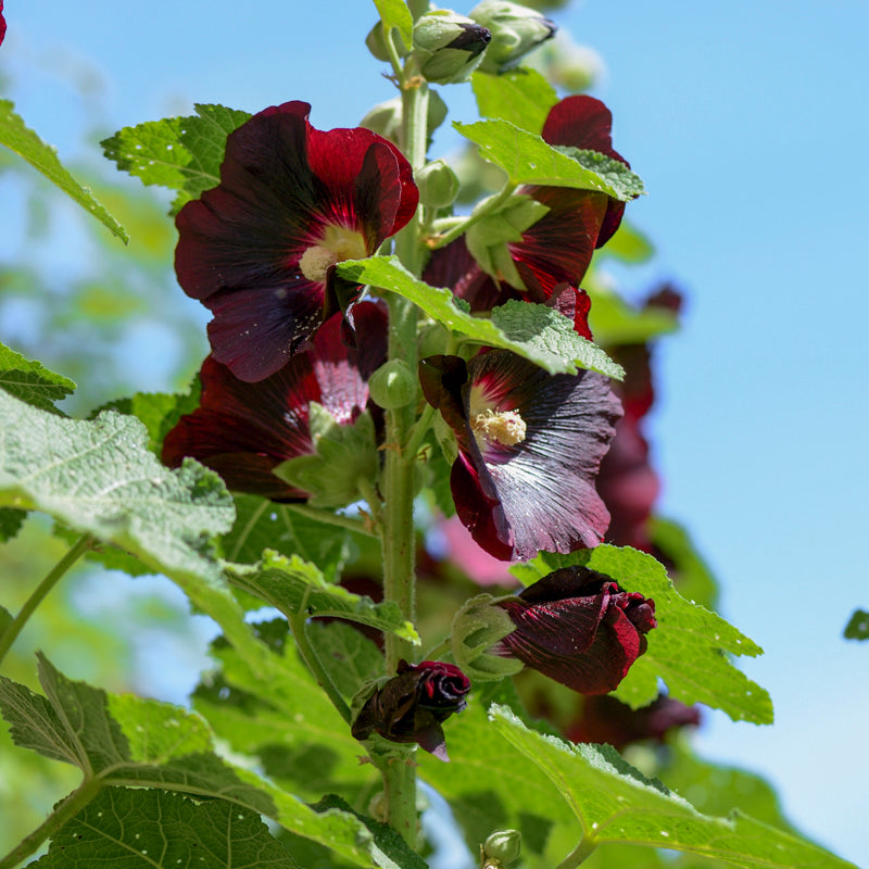 Alcea Black - Hollyhock Seeds