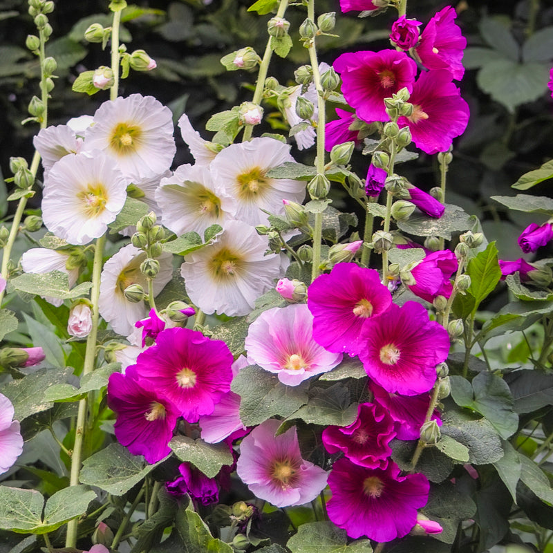 Alcea 'Single Mixed' Seeds