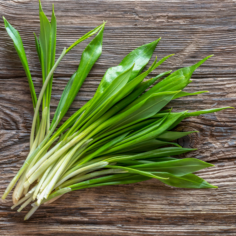 Allium ursinum - Wild Garlic Seeds