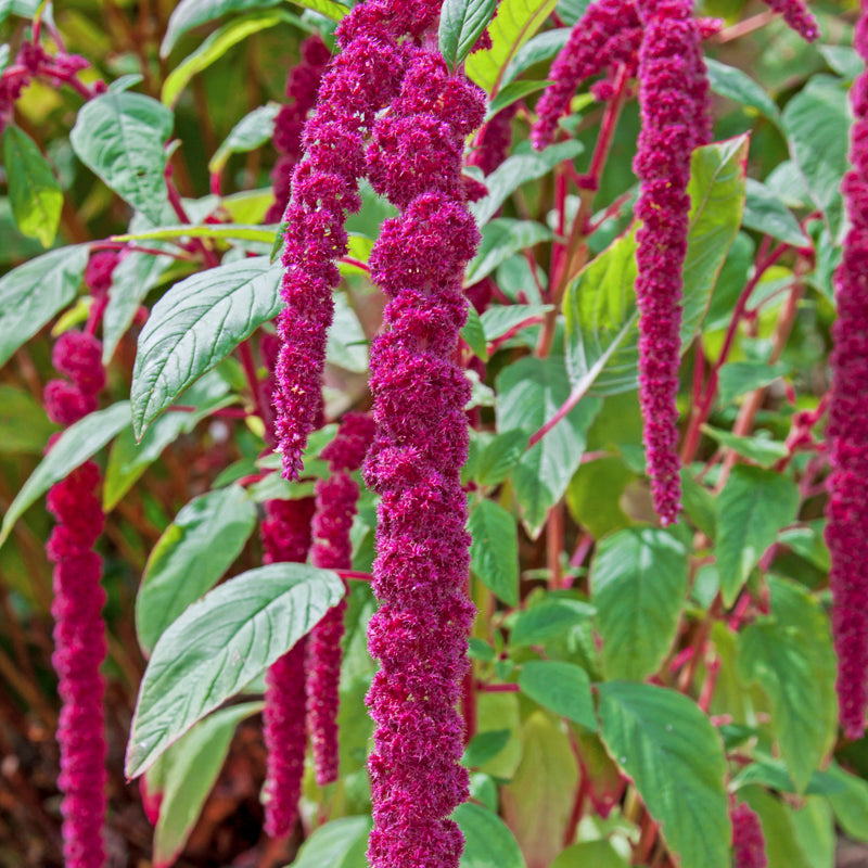 Amaranthus caudatus - Seeds
