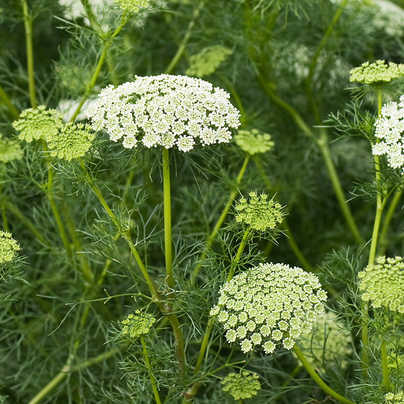 Ammi visnaga - Bishop's Weed Seeds