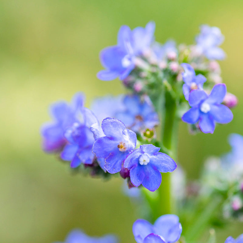 Anchusa 'Blue Angel' Seeds
