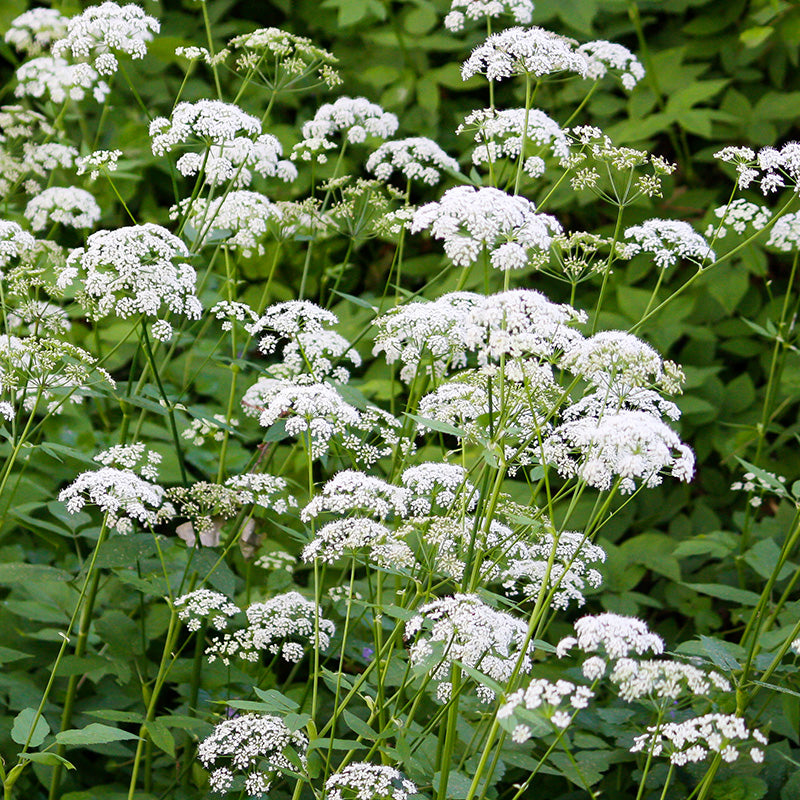 Anthriscus sylvestris - Cow Parsley Seeds