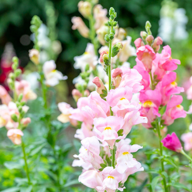 Antirrhinum 'Appleblossom' Seeds