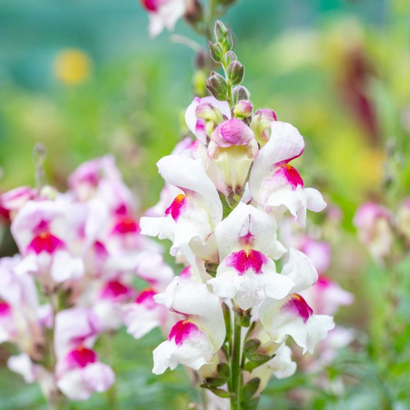 Antirrhinum 'Lucky Lips' Seeds
