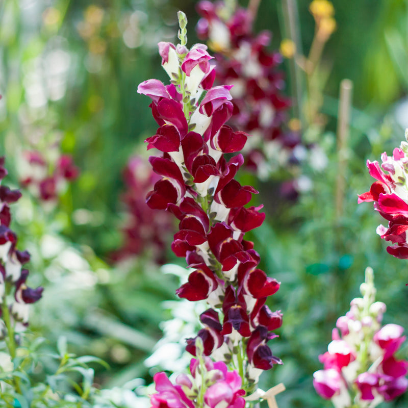 Antirrhinum 'Night and Day' Seeds