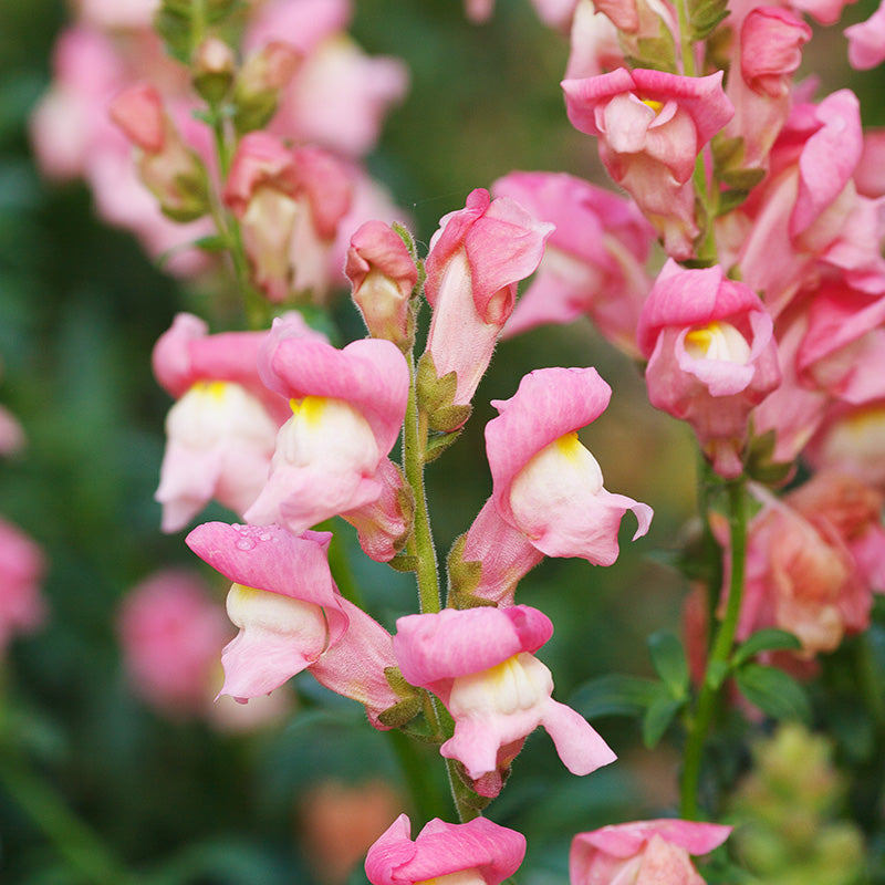 Antirrhinum 'The Rose' Seeds