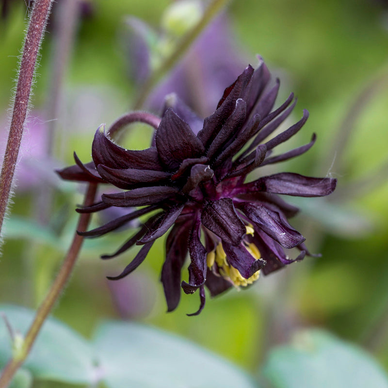Aquilegia 'Barlow Mixed' Seeds