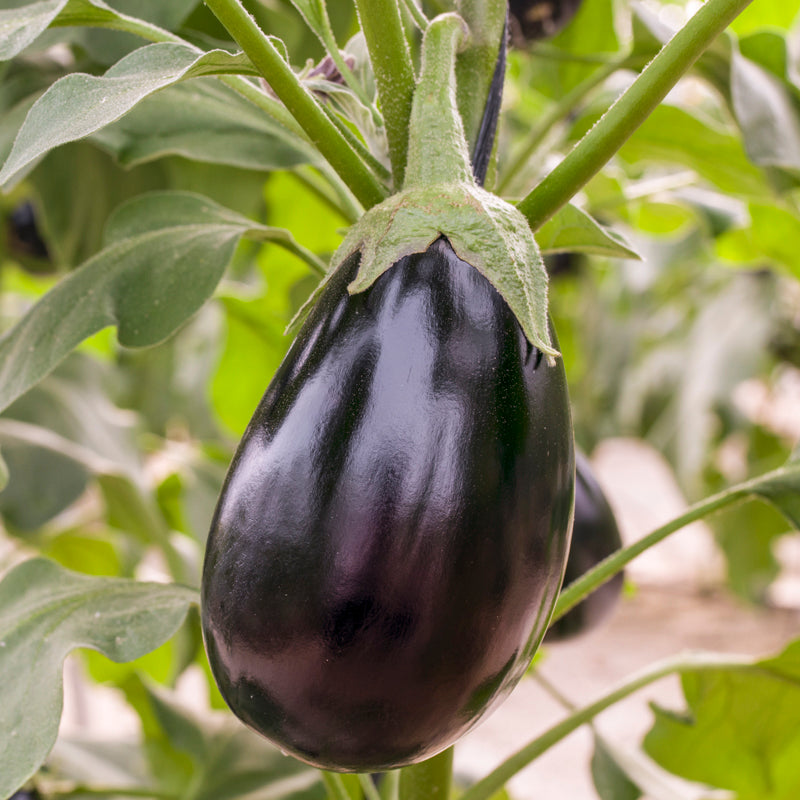 Aubergine 'Black Beauty' Seeds