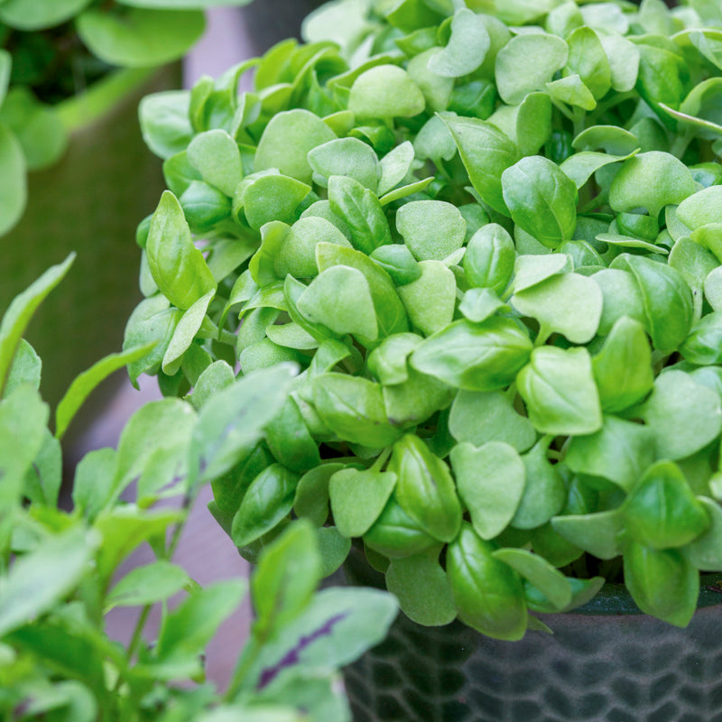 Basil - Classic Green Seeds