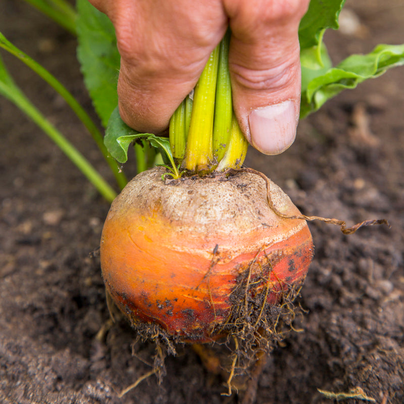 Beetroot 'Burpees Golden' Seeds