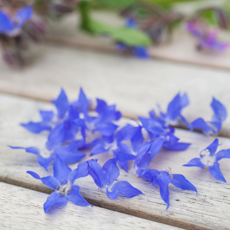 Borage - Seeds