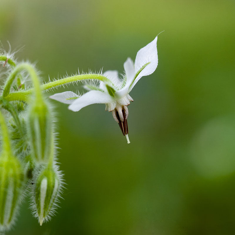 Borage (White) - Seeds