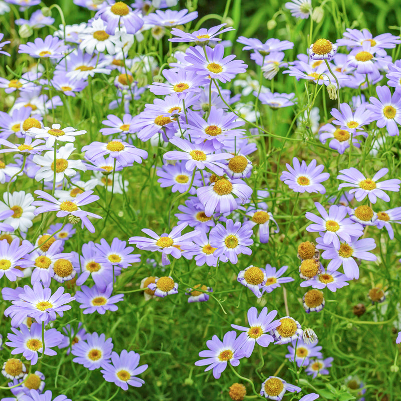 Brachycome 'Little Missy' Seeds