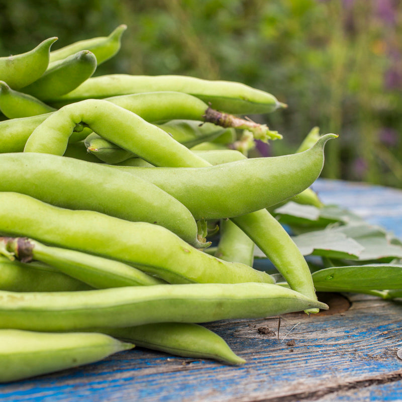 Broad Bean 'Aquadulce Claudia' Seeds