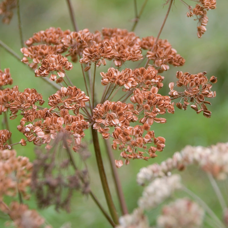 Bronze Fennel Seeds