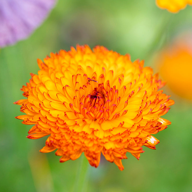 Calendula 'Neon' Seeds